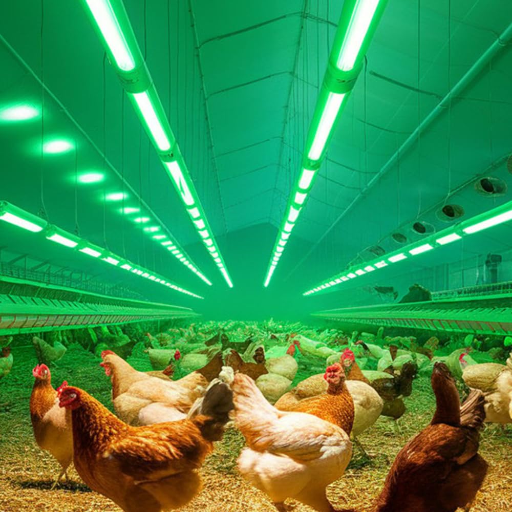 Poultry LED lighting systems by Luminogloz